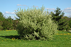 Silverberry (Elaeagnus commutata) at Sherwood Nurseries