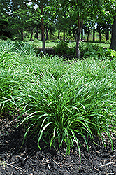 Moor Grass (Molinia caerulea) at Sherwood Nurseries
