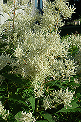 White Fleeceflower (Persicaria polymorpha) at Sherwood Nurseries