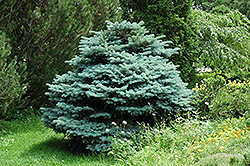 Globe Blue Spruce (Picea pungens 'Globosa') at Sherwood Nurseries