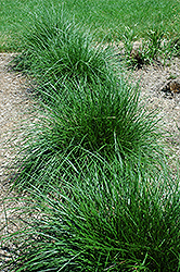 Tufted Hair Grass (Deschampsia cespitosa) at Sherwood Nurseries