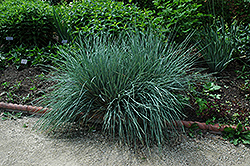 Blue Oat Grass (Helictotrichon sempervirens) at Sherwood Nurseries