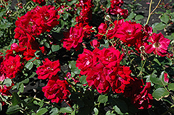 Champlain Rose (Rosa 'Champlain') at Sherwood Nurseries