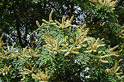 Amur Maackia (Maackia amurensis) at Sherwood Nurseries