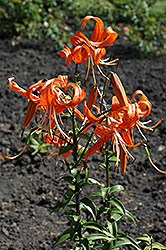 Tiger Lily (Lilium lancifolium) at Sherwood Nurseries
