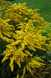 Crown Of Rays Goldenrod (Solidago 'Crown Of Rays') at Sherwood Nurseries