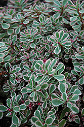 Tricolor Stonecrop (Sedum spurium 'Tricolor') at Sherwood Nurseries