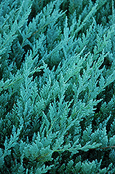 Blue Chip Juniper (Juniperus horizontalis 'Blue Chip') at Sherwood Nurseries