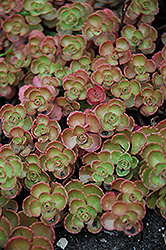 Fulda Glow Stonecrop (Sedum spurium 'Fuldaglut') at Sherwood Nurseries