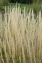 Karl Foerster Reed Grass (Calamagrostis x acutiflora 'Karl Foerster') at Sherwood Nurseries