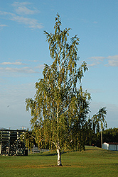 Cutleaf Weeping Birch (Betula pendula 'Dalecarlica') at Sherwood Nurseries