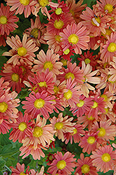Coral Daisy Chrysanthemum (Chrysanthemum 'Coral Daisy') at Sherwood Nurseries