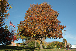 Autumn Splendor Buckeye (Aesculus 'Autumn Splendor') at Sherwood Nurseries