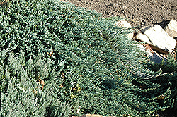 Blue Prince Juniper (Juniperus horizontalis 'Blue Prince') at Sherwood Nurseries