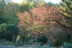 Robin Hill Serviceberry (Amelanchier x grandiflora 'Robin Hill') at Sherwood Nurseries