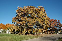 Bur Oak (Quercus macrocarpa) at Sherwood Nurseries