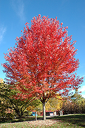Autumn Blaze Maple (Acer x freemanii 'Jeffersred') at Sherwood Nurseries