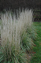 Avalanche Reed Grass (Calamagrostis x acutiflora 'Avalanche') at Sherwood Nurseries