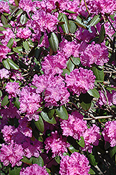 P.J.M. Rhododendron (Rhododendron 'P.J.M.') at Sherwood Nurseries