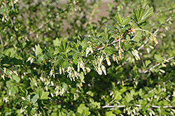 Pixwell Gooseberry (Ribes 'Pixwell') at Sherwood Nurseries