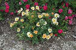 Morden Sunrise Rose (Rosa 'Morden Sunrise') at Sherwood Nurseries