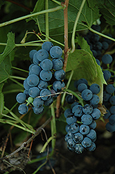 Valiant Grape (Vitis 'Valiant') at Sherwood Nurseries