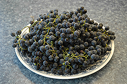 Frontenac Grape (Vitis 'Frontenac') at Sherwood Nurseries