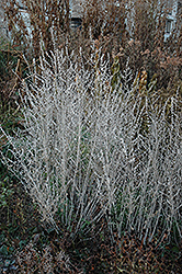 Russian Sage (Perovskia atriplicifolia) at Sherwood Nurseries