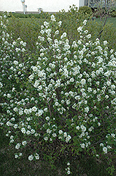 Northline Saskatoon (Amelanchier alnifolia 'Northline') at Sherwood Nurseries