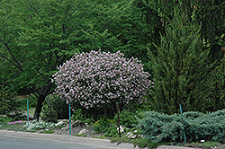 Dwarf Korean Lilac (tree form) (Syringa meyeri 'Palibin (tree form)') at Sherwood Nurseries