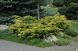 Old Gold Juniper (Juniperus x media 'Old Gold') at Sherwood Nurseries