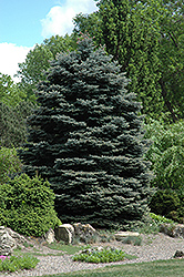 Fat Albert Blue Spruce (Picea pungens 'Fat Albert') at Sherwood Nurseries