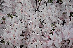 White Lights Azalea (Rhododendron 'White Lights') at Sherwood Nurseries