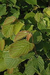 Beaked Hazelnut (Corylus cornuta) at Sherwood Nurseries