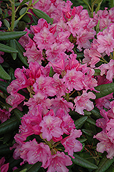 Hellikki Rhododendron (Rhododendron 'Hellikki') at Sherwood Nurseries