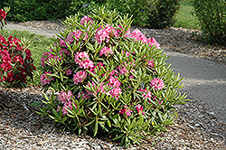 Haaga Rhododendron (Rhododendron 'Haaga') at Sherwood Nurseries