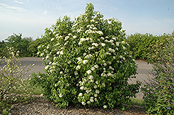 Nannyberry (Viburnum lentago) at Sherwood Nurseries