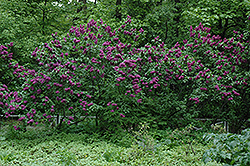 Charles Joly Lilac (Syringa vulgaris 'Charles Joly') at Sherwood Nurseries