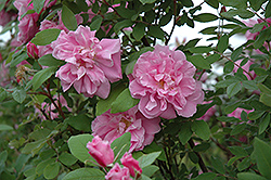 Therese Bugnet Rose (Rosa 'Therese Bugnet') at Sherwood Nurseries