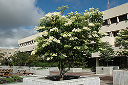 Ivory Silk Japanese Tree Lilac (Syringa reticulata 'Ivory Silk') at Sherwood Nurseries