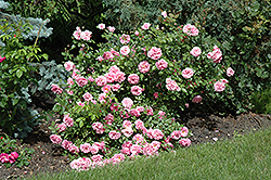 Morden Centennial Rose (Rosa 'Morden Centennial') at Sherwood Nurseries