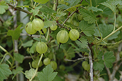 Hinnonmaki Yellow Gooseberry (Ribes uva-crispa 'Hinnonmaki Yellow') at Sherwood Nurseries