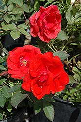 Morden Fireglow Rose (Rosa 'Morden Fireglow') at Sherwood Nurseries