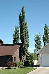 Columnar Swedish Aspen (Populus tremula 'Erecta') at Sherwood Nurseries