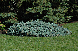 St. Mary's Broom Creeping Blue Spruce (Picea pungens 'St. Mary's Broom') at Sherwood Nurseries