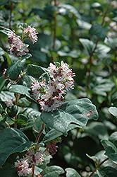 Wolfberry (Symphoricarpos occidentalis) at Sherwood Nurseries