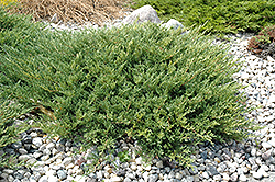 Andorra Juniper (Juniperus horizontalis 'Plumosa Compacta') at Sherwood Nurseries