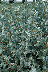 Silverberry (Elaeagnus commutata) at Sherwood Nurseries