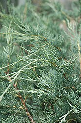 Moonglow Juniper (Juniperus scopulorum 'Moonglow') at Sherwood Nurseries