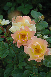 Morden Sunrise Rose (Rosa 'Morden Sunrise') at Sherwood Nurseries